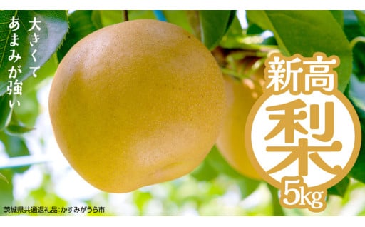 秋の味覚！大きくてあま～い梨「新高」