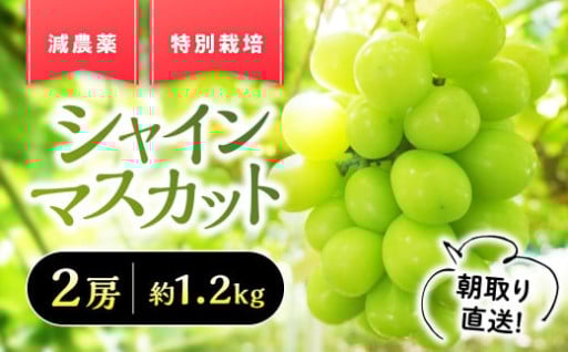 特別栽培甲斐市シャインマスカット 約1.2kg