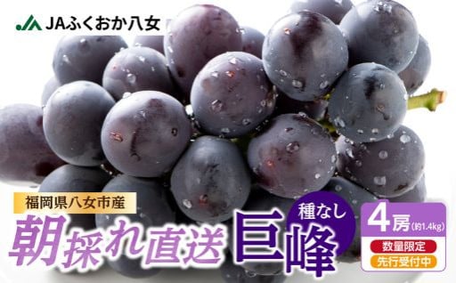 【先行受付】【受付終了間近！】朝採れ 種なし 巨峰 1.4kg(350g×4パック)7月上旬〜発送予定