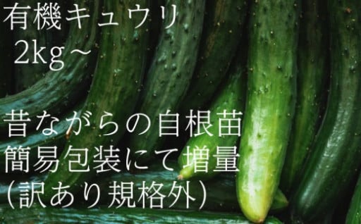 ＜フードロス対応・規格外＞有機キュウリ　接ぎ木ではない昔ながらの自根きゅうり 夏季(6～8月)発送