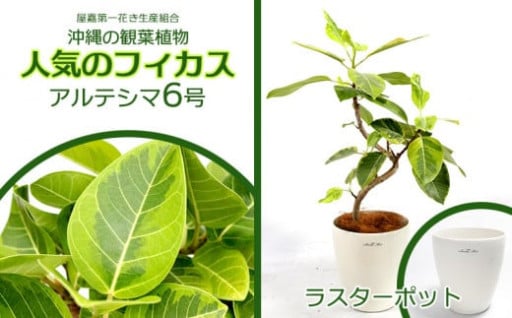 人気のフィカス アルテシマ6号 ラスターポット