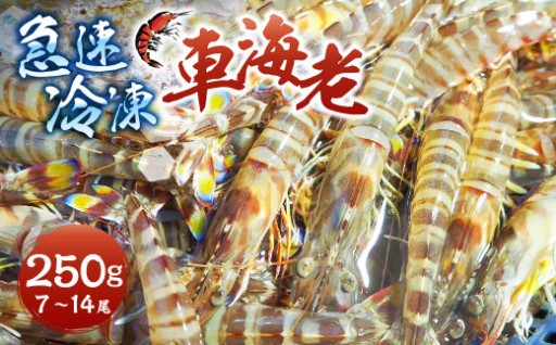 急速冷凍車海老 250g（7-14尾）