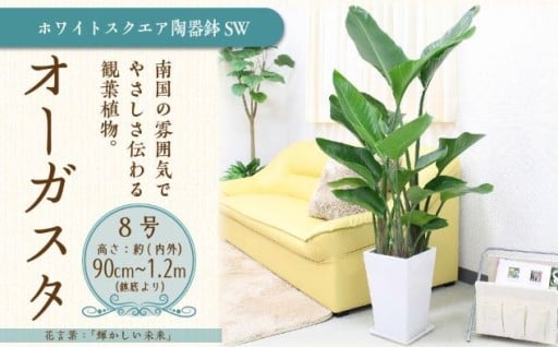 【観葉植物】オーガスタ 8号 ホワイトスクエア陶器鉢SW 土の表面:ウッドチップ 
