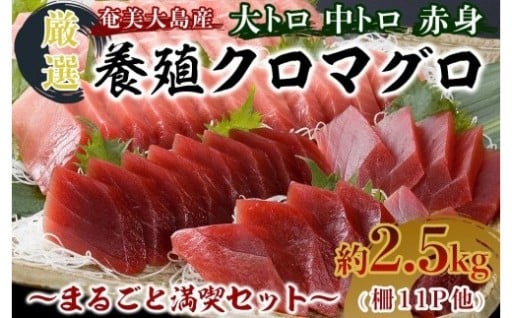 奄美大島産養殖クロマグロ 2.5kg以上 まるごと満喫セット