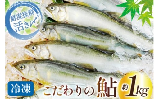 耳川の伏流水で味・姿・色・鮮度にこだわり育てた鮎