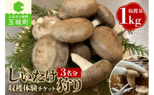 きのこ狩り　(収穫体験チケット3名)収穫量1kg