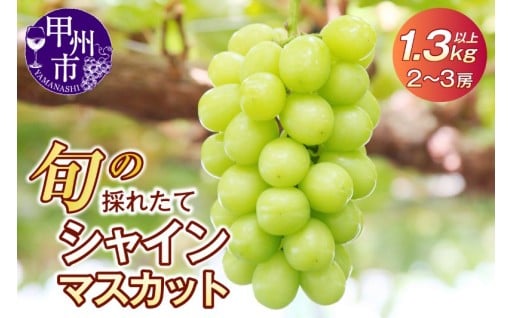 ～「旬の採れたてシャインマスカット」を是非一度ご堪能ください～