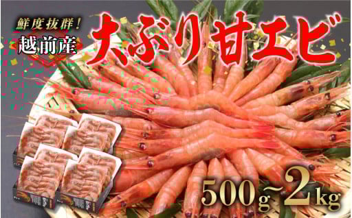 🦐【越前産 冷凍甘えび】まるで水揚げしたて！とろける甘さの越前甘えび🦐
