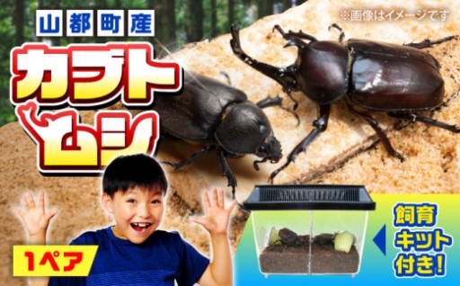 子どもたちに大人気！元気いっぱいカブトムシセット！