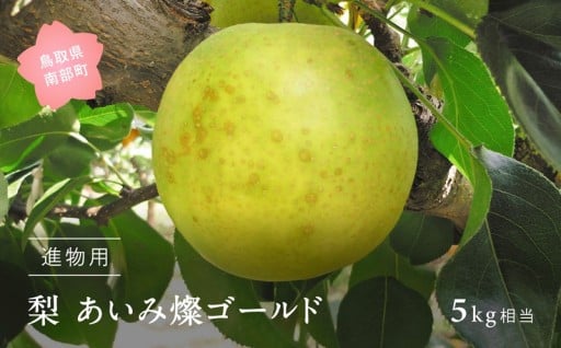 日光を浴びて育った二十世紀梨、あいみ燦ゴールド！