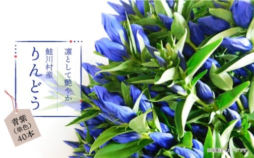鮭川村産りんどう　青紫（単色）　40本