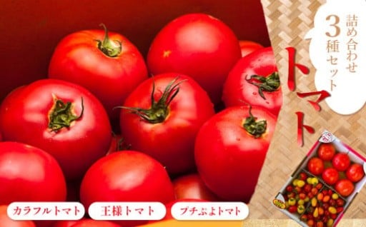 旨み凝縮！トマト詰め合わせ3種セット