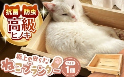 大型猫ちゃんもゆったり、癒しの空間を提供
