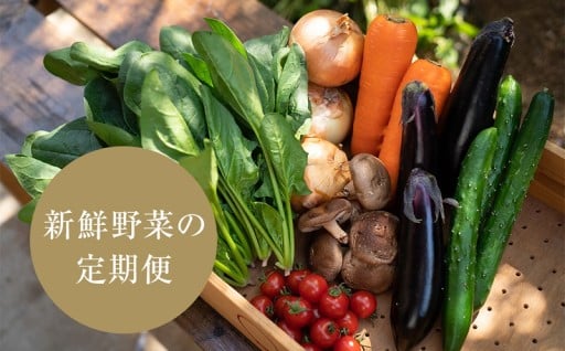 【産地直送】採れたて旬の野菜詰め合わせセット