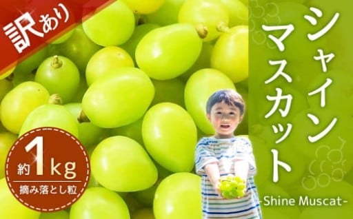 【訳あり品】福岡県産シャインマスカット