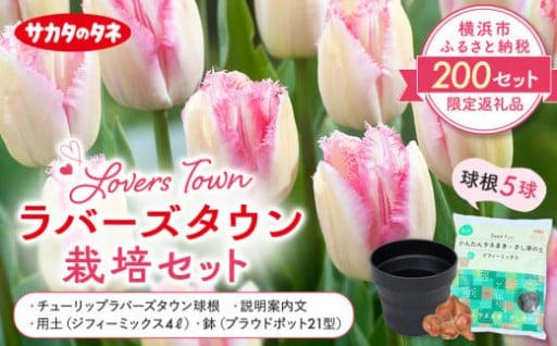 【限定200セット】🌷サカタのタネ　チューリップ球根🌷横浜限定「ラバーズタウン」🌷