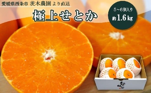 まるで柑橘の大トロ！「せとか」を農園より直送！