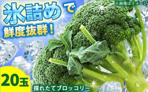 🥦🥦農家直送！採れたてブロッコリー20玉🥦🥦