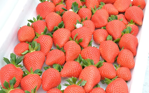 ＼ 思わず笑顔こぼれるごほうび果実🍓／