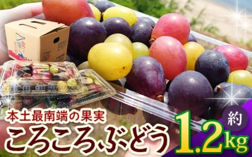 【先行予約】＜訳アリ＞ 本土最南端 ぶどう ころころぶどうパック 約1.2㎏  ≪2025年8月より順次発送≫