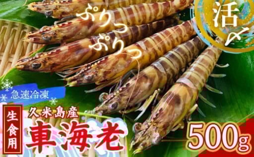 【久米島漁協】活〆冷凍車海老　生食用500g