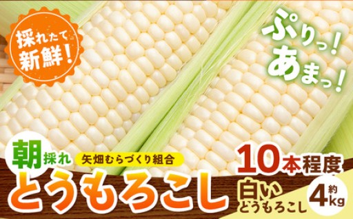 本当に最後です！受付終了間際！白いとうもろこし