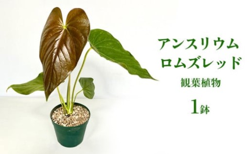 アンスリウム ロムズレッド 観葉植物
