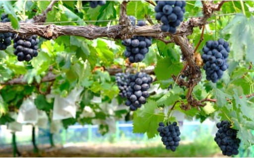 観光農園わっはっは！がお届けする3種のブドウ詰め合わせセット🍇✨