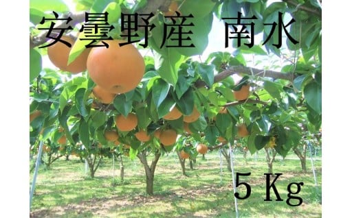 【朝採り当日発送！】 安曇野産の梨 「南水」 （家庭用５kg入り）　受付開始です！