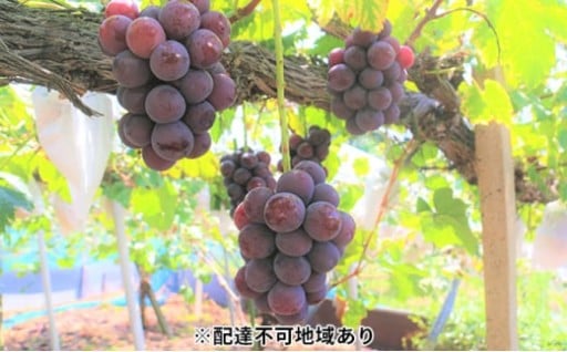 【ご家庭用】ぶどう 岡山県産 ニューピオーネ （ 種無し ） 2kg以上（3～5房）