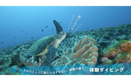 美しい海の中でダイビング体験🪸🫧