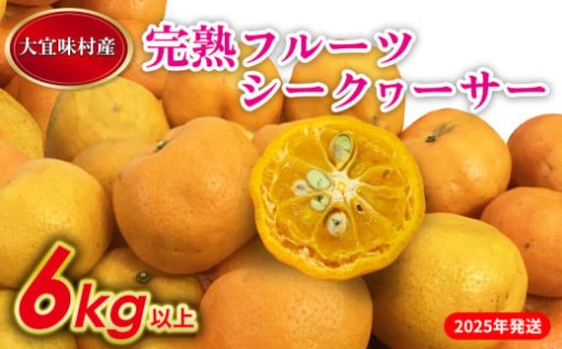 【2025年発送】完熟フルーツシークヮーサー　6kg 