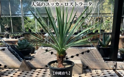 観葉植物 人気のユッカ・ロストラータ 5寸鉢