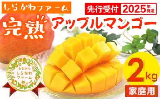 【受付期間延長】しらかわファームの家庭用アップルマンゴー約2kg【2025年発送】