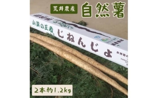 テレビで放映されました！夏バテ防止に自然薯！！