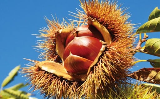 🌰「四万十栗」ご予約受付中🌰