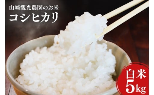 10月配送「コシヒカリ」米 5kg 白米 R7年