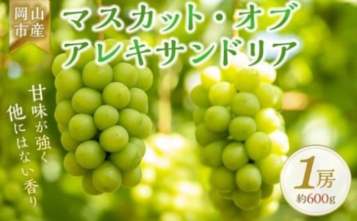 ＜2025年9月上旬～9月中旬発送＞岡山市産 マスカット・オブ・アレキサンドリア 1房 約600g