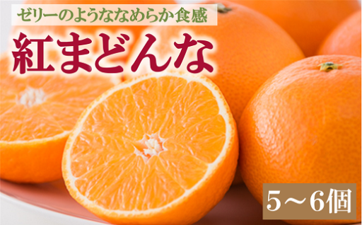 【チョイス限定返礼品】愛媛県が誇る高級柑橘！紅まどんな（5～6個入り）