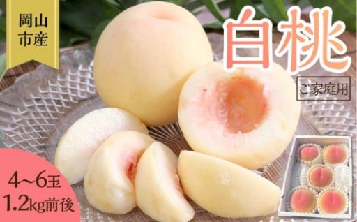 桃 2025年 先行予約 ご家庭用 岡山 白桃 4玉～６玉 1.2kg 前後