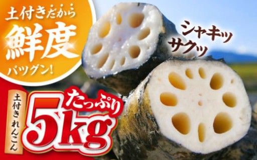 ＼土付きだから長持ち。風味もそのまま／土付き蓮根 5kg