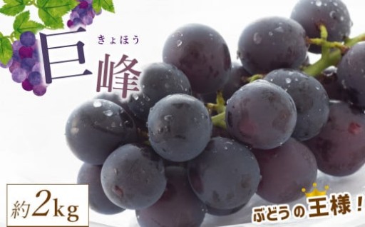 【 先行予約 】数量限定 巨峰 約2kg 熊本県和水町産