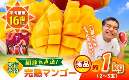 【2026年発送分 先行予約・数量限定】秀品 菊池マンゴー約1kg（2〜3玉） 