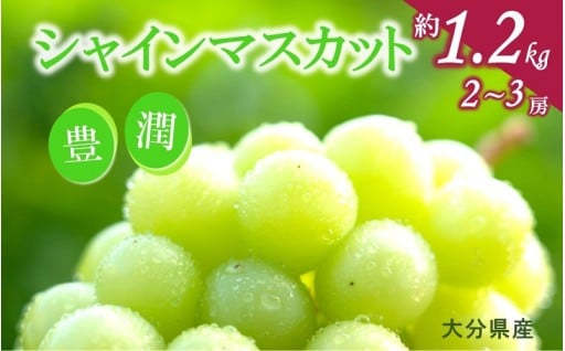 【先行予約】おおいたの豊潤シャインマスカット約1.2㎏_2609Ｒ