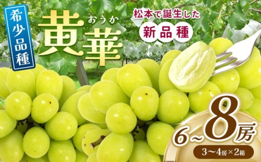 【先行予約】ぶどう 黄華【2025年9月下旬～発送予定】 