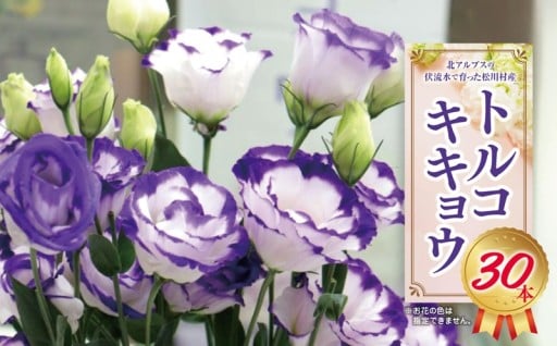 トルコキキョウ 30本