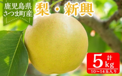 ＜先行予約受付中！2025年9月中旬より順次発送＞鹿児島県さつま町産ナシ・新興(5kg・10～14玉入り)