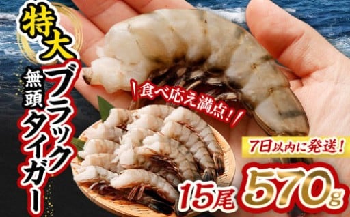 特大 ブラックタイガー 無頭えび 570g前後（15尾） 【入金確認後7営業日程度で発送】