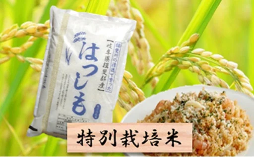 2025年産「ハツシモ」等お米の予約受付始めました！！