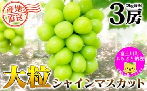 ＼＼農家直送！／／小林農園のシャインマスカット３房（2kg前後）